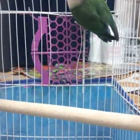 کوتوله برزیلی|پرنده|نی‌ریز, |دیوار