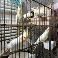 عروس هلندی|پرنده|قم, بنیاد|دیوار