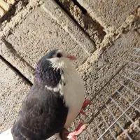 کبوتر|پرنده|خورموج, |دیوار