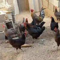 مرغ و خروس و جوجه