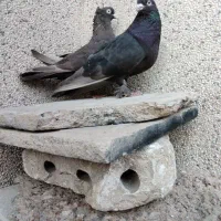 نروماده سرکه ای|پرنده|شیراز, شهدای شهرک سعدی|دیوار
