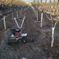 باغبانی ووتلیر ودرخت کاری در تمام نقاط مشهد