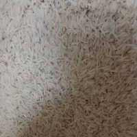 برنج طارم هاشمی بدون ذره ای قاطی به شرط