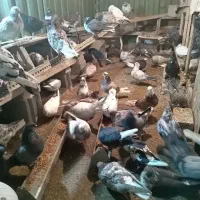 20عددازاین کفترهارا بازمانت میفروشم