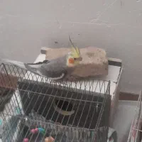 فروش‌ پرنده عروس|پرنده|سراب, |دیوار