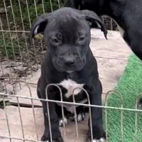 توله پیتبول ماده