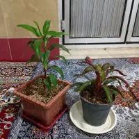 گل های زیبا