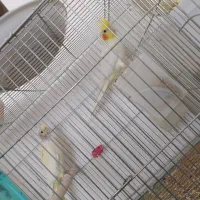 سه جفت عروس مولد|پرنده|بافت, |دیوار