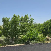 باغ و باغچه سند تک برگ برق قدمتدار و پر آب.اسفالت|فروش زمین و ملک کلنگی|اندیشه, |دیوار