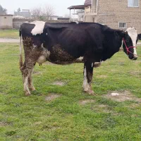 گاو شیری صنعتی|حیوانات مزرعه|آق قلا, |دیوار