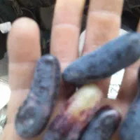 gareap|عمده‌فروشی|بافت, |دیوار