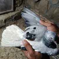 کفتر جفتگاه|پرنده|گلبهار, شهر جدید گلبهار|دیوار