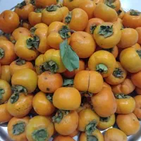 خرمالو محلی