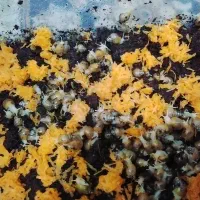 حراج حلزون 2 سانتی