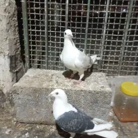 کبوتر دوکت پلاکی