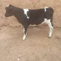 گوساله نر ویک تلیسه زایده