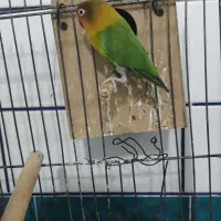 طوطی برزیلی|پرنده|شوشتر, |دیوار