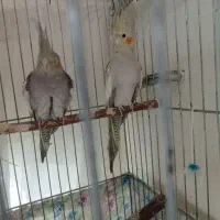 گمشده عروس هلن ی|حیوانات|تبریز, |دیوار