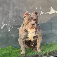 بولی آمریکایی|سگ|بومهن, |دیوار