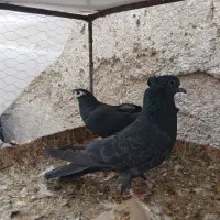 ۱۲۰۰|پرنده|خمینی‌شهر, |دیوار