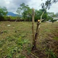 علفزنی یا علفتراشی|خدمات باغبانی و درختکاری|چابکسر, |دیوار