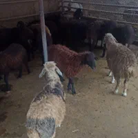 گوسفند زنده در محل باقصاب|حیوانات مزرعه|تهران, نیروی هوایی (پیروزی)|دیوار