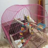 عروس هلندی دارای نژاد