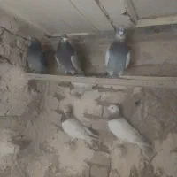 ۷ عدد پرنده هوایی|پرنده|بردسکن, |دیوار