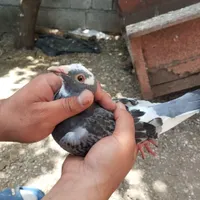 ماده۳۰۰|پرنده|حویق, |دیوار