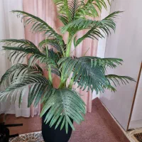 درختچه شکیل و زیبا نونو ...خارجی .مصنوعی هست