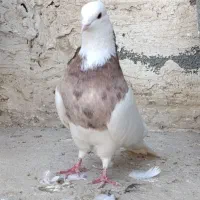 کبوتر،طوقی معاوضه با ماده|پرنده|بیستون, |دیوار