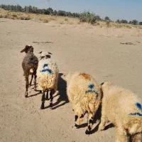 ۴راس بره نر|حیوانات مزرعه|جیرفت, |دیوار