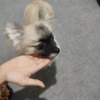 واگذاری سگ پامر|سگ|کرمان, |دیوار