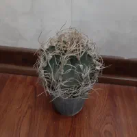 کاکتوس زیبا