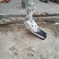 دو تا کبوتر پرشی