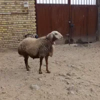 قوچ مغان کله سفید درجه یک|حیوانات مزرعه|دینور, |دیوار