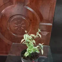 قلمه جوان و شاداب گل طبیعی|گل و گیاه طبیعی|اصفهان, طامه|دیوار