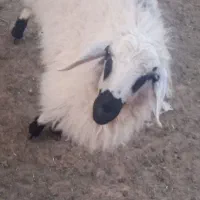 برنر