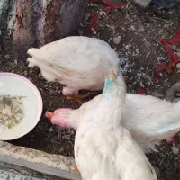 مرغ و خروس