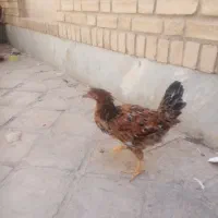 مرغ و جوجه|حیوانات مزرعه|قم, شهرک مهدیه|دیوار