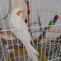 عروس هلندی لوتینو