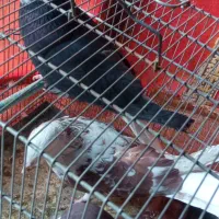 سهره کفتر عروس فنج نرگسی|پرنده|قم, بکایی|دیوار