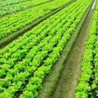 فروش زمین ۳۱۳ متری واقع در خیابان معاینه فنی بافق