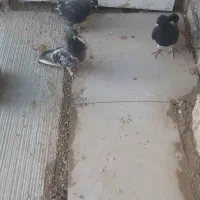 کبوتر دم چتری و جوجه پلاکی|پرنده|شیراز, ماه فیروزان|دیوار