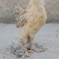 جوجه برهما