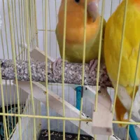 طوطی|پرنده|مهاباد (آذربایجان غربی), |دیوار