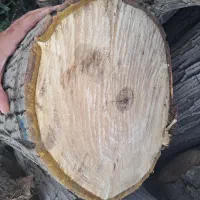 بالاترین خریدار چوب خرید چوب چنار گردو کاج و...|خدمات باغبانی و درختکاری|تهران, اتحاد|دیوار