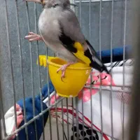 سقا سهره جوجه