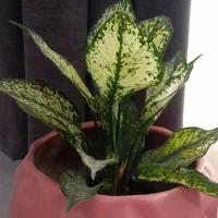 گل وگلدان سفالی بزرگ