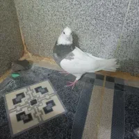 کبوتر طوقی دره شهر|پرنده|دره شهر, |دیوار